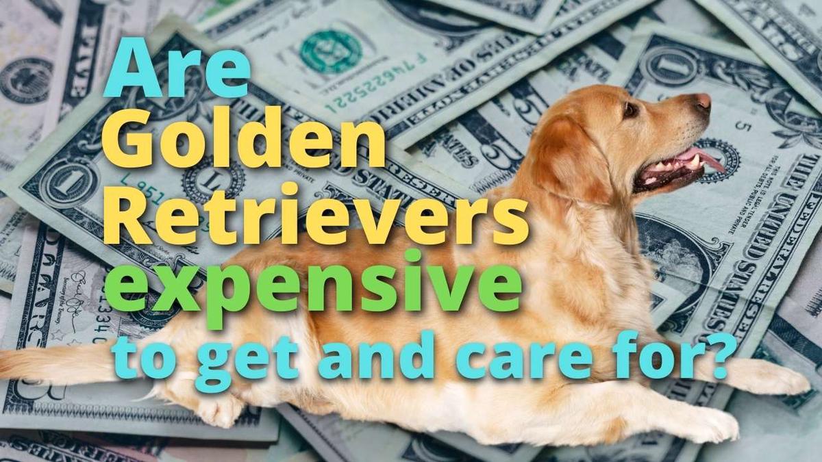 'Video thumbnail for How Much Does It Cost to Get and Care For a Golden Retriever?'