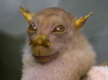 Top 10 Weirdest Philippine Animals - FilipiKnow Top 10 Weirdest Philippine Animals - FilipiKnow