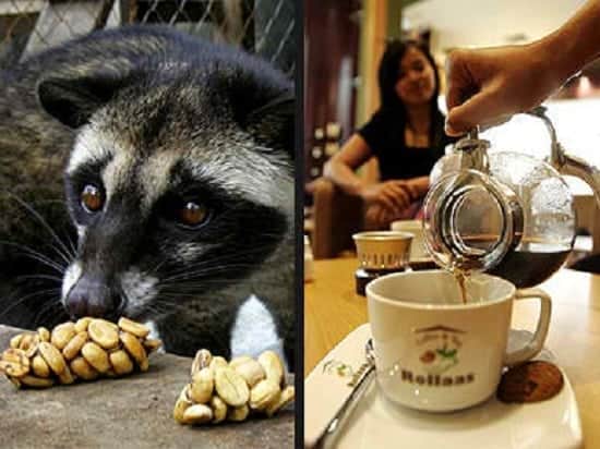 Coffee Alamid: From Cat Poop to World’s Finest