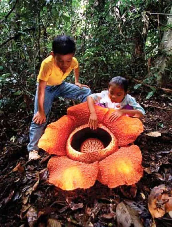 Rafflesia – Giant flower that smells like corpse