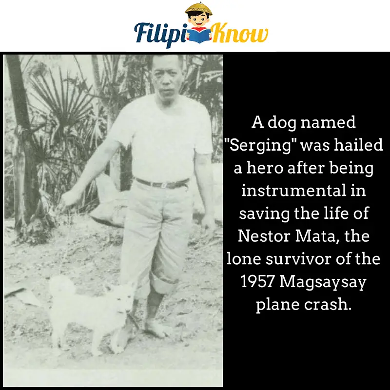 Serging hero dog in 1957 Magsaysay plane crash