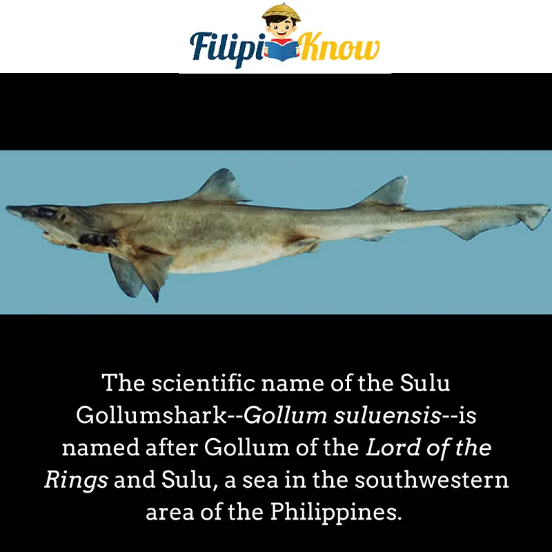 Sulu Gollumshark or Gollum suluensis