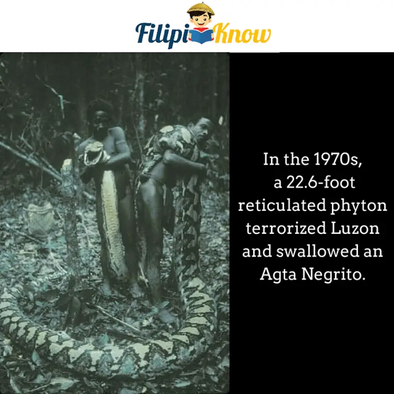 isang philippine reticulated python ang nasagip sa... 70 Amazing Trivia and Facts About the Philippines that Will Blow Your ...