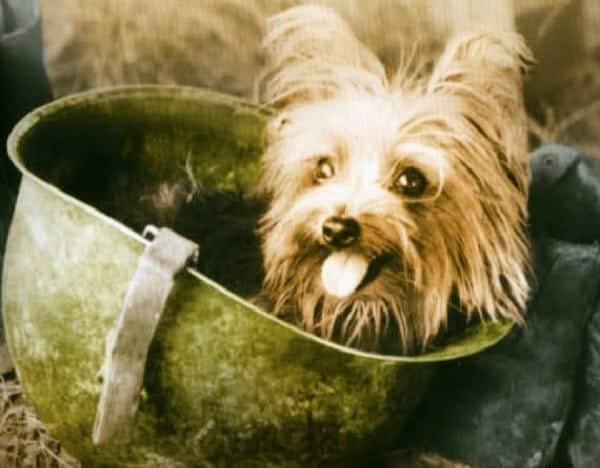 The Amazing Story of Smoky, The Cutest WWII Hero in the Philippines