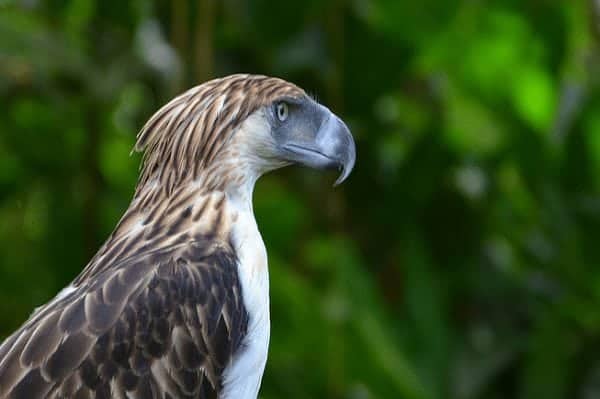 The Philippine Eagle (And Why It Should Not Be Called Monkey-eating)