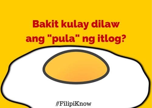 Bakit dilaw ang pula ng itlog