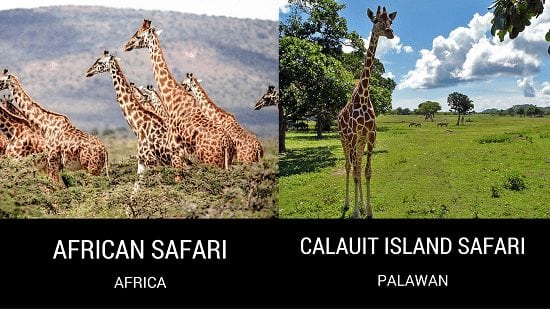 African Safari and Calauit Island Safari in Palawan