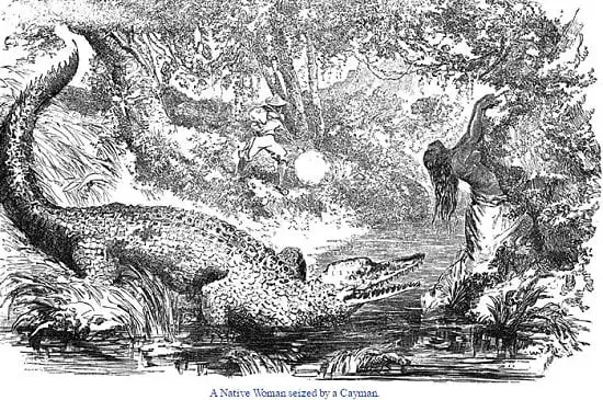 Crocodile in Pasig River