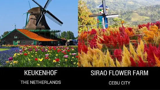 Keukenhof in The Netherlands and Sirao Flower Farm in Cebu City