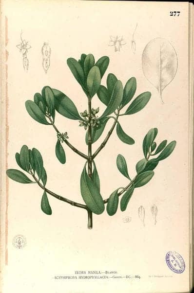 Nila plant