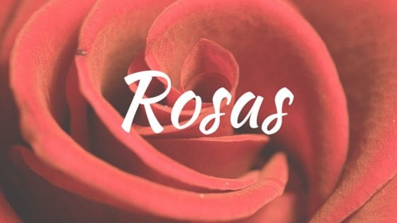 Rose in Filipino