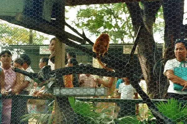 Manila Zoo, late 1960s