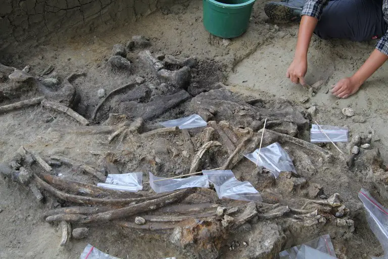 700,000-year-old Rhino Hunting Tools from Kalinga
