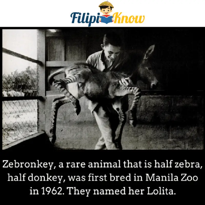lolita zebronkey manila zoo