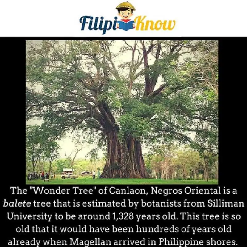 oldest tree in the philippines