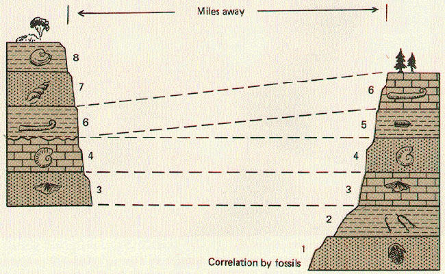 illustration of principle of faunal succession