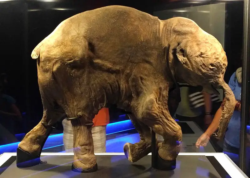 fossil remains of lyuba the baby mammoth found in siberia