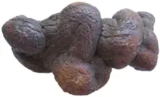 fossilized poop