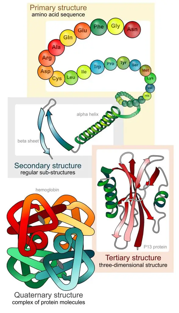 different levels of protein structure