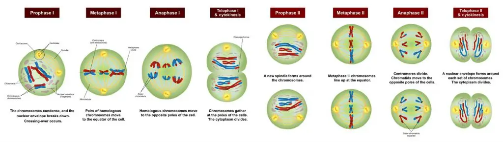 diagram of meiosis stages