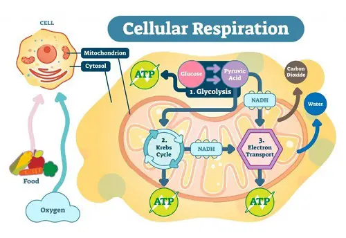cellular metabolism 2