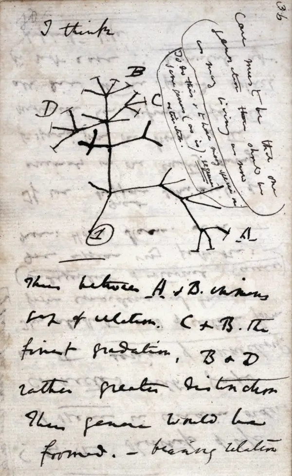 sketch of an evolutionary tree drawn by Charles Darwin in 1837