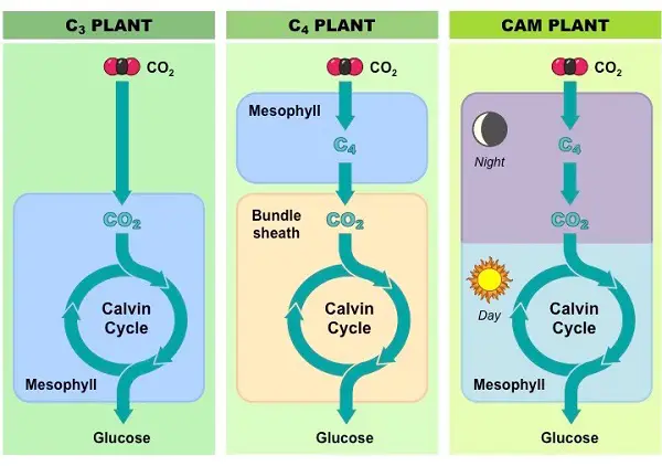 cellular metabolism 12
