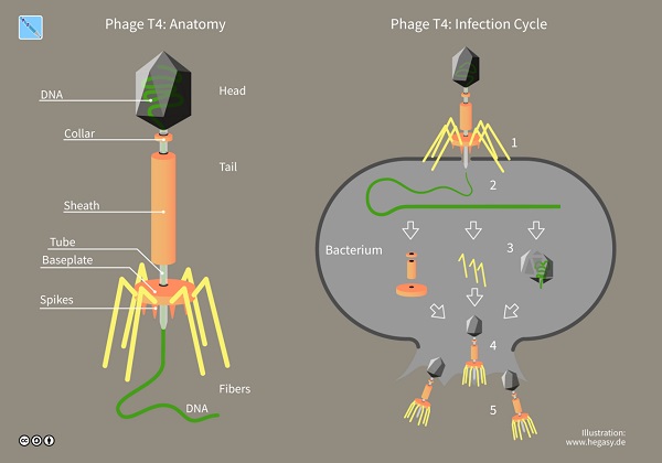 anatomy and infection cycle of the T4 bacteriophage