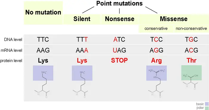 different types of mutations