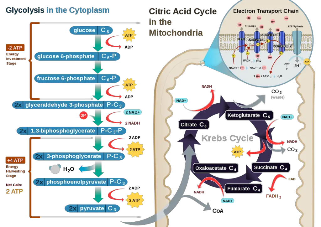diagram showing the processes involved in cellular respiration