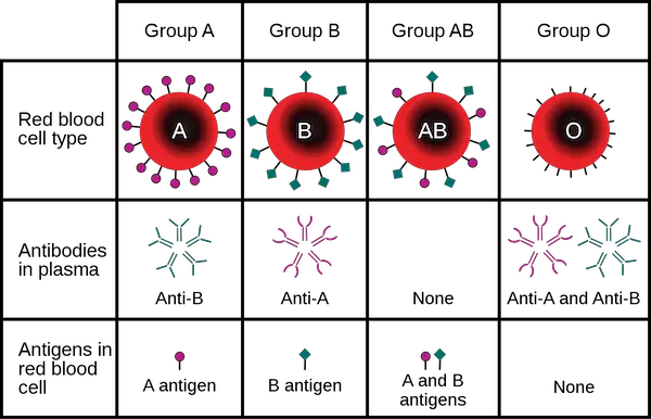 diagram of ABO blood groups and the IgM antibodies present in each