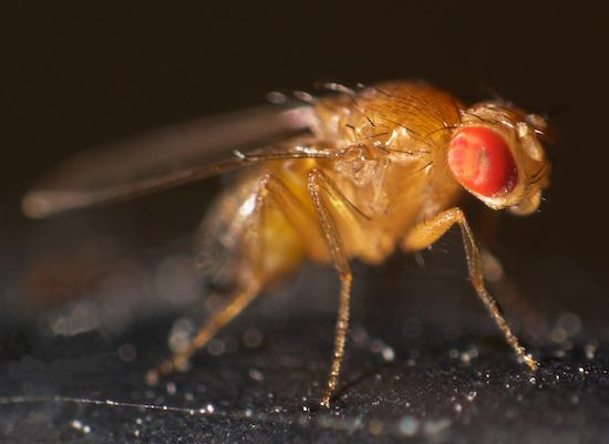 close-up shot of a fruit fly