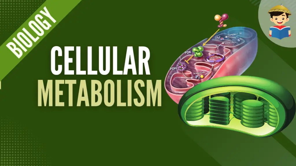 Cellular Metabolism