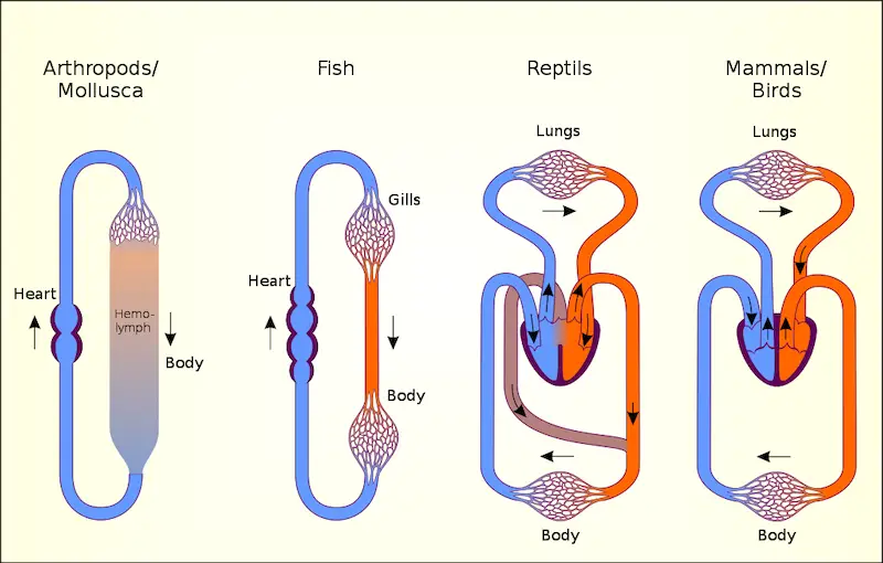 circulatory system 1