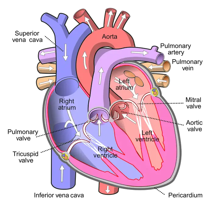 circulatory system 3