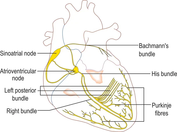circulatory system 5