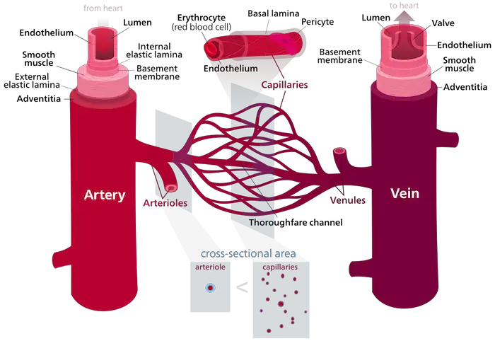 circulatory system 6