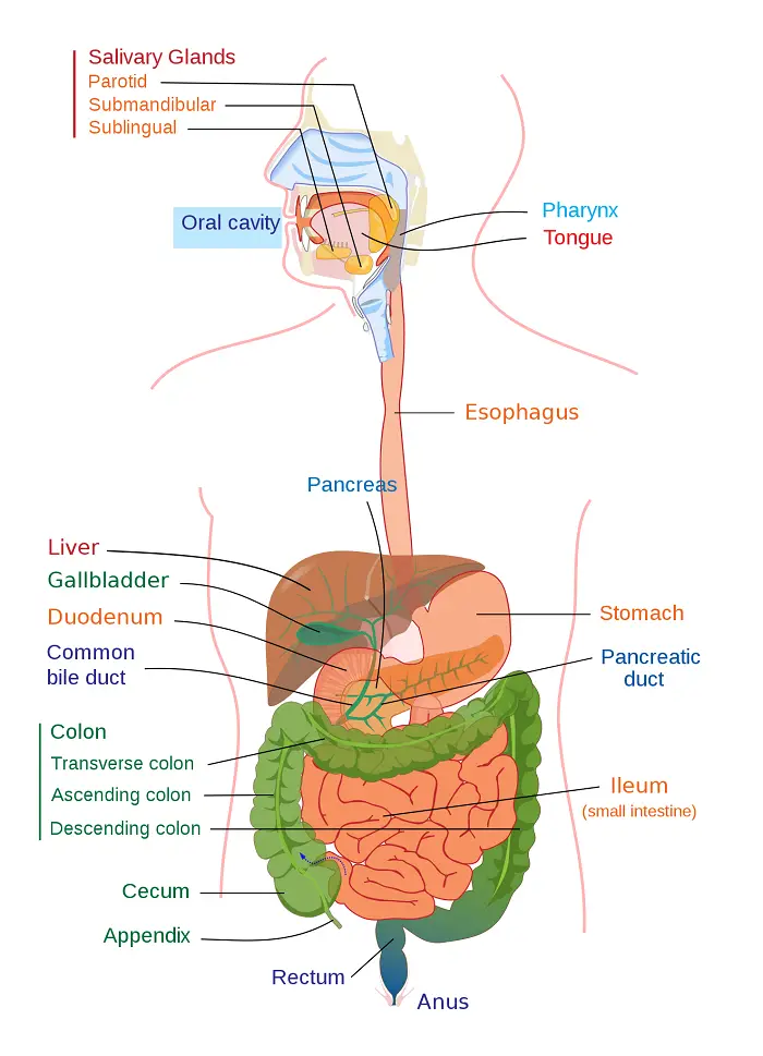 digestive system 2