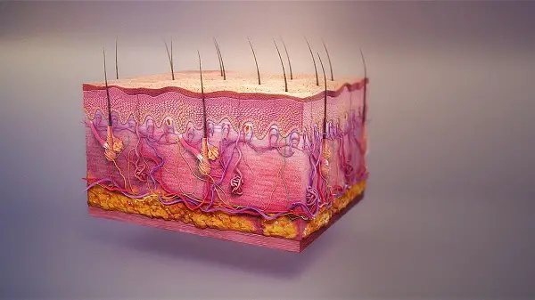 integumentary system 1