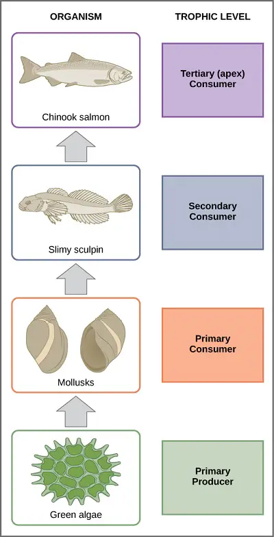 introduction to ecology 26