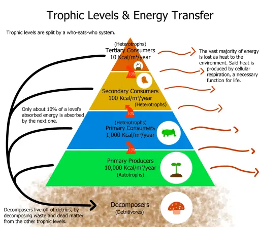 introduction to ecology 31 - Diagram of Trophic Layers & Energy Transfer in an Ecosystem