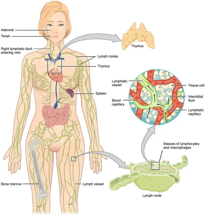 lymphatic system 1