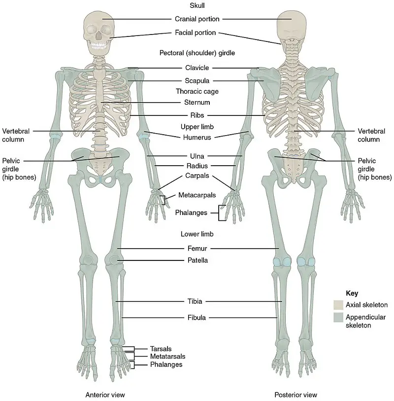 musculoskeletal system 1