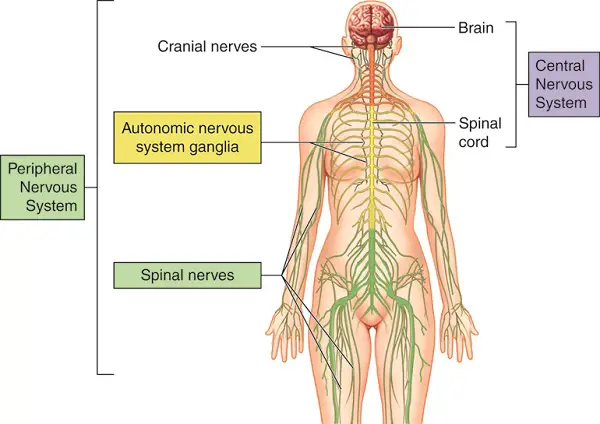 nervous system 1