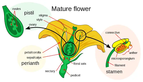 plant biology 11
