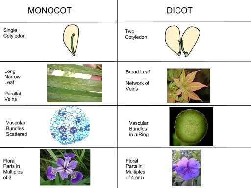 plant biology 2