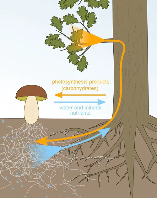 plant biology 21