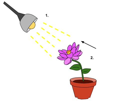 plant biology 22