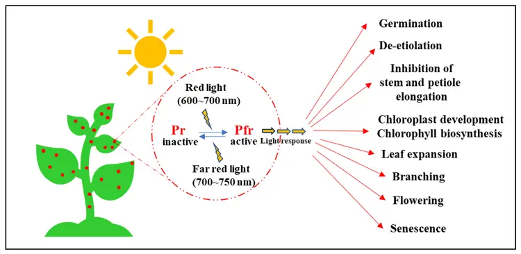 plant biology 26