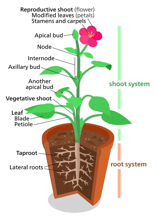plant biology 3